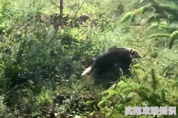 野地里的激情爽叫：近日，某地区野生动物保护区内发生惊人事件，引发网友热议与关注，生态平衡面临挑战！