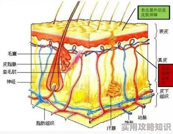 龜頭：為何它如此敏感？是生理構造的巧妙杰作