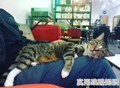 扶她高h听说作者最近沉迷养猫还开了个猫咪主题咖啡店